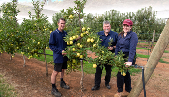 Researchers in an apple research field trial