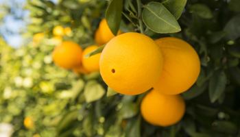 Oranges on tree