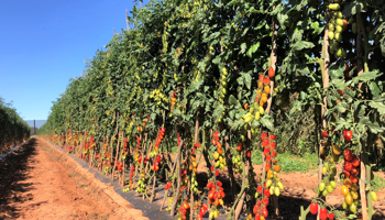 Rows or tomato vines growing, clear blue sky