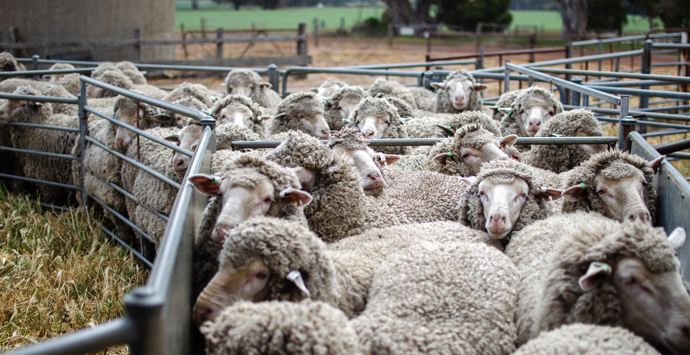 A herd of sheep gathered closely together within a pen