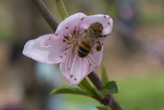 Bee on flower