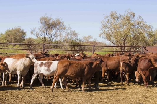 Gathered cattle in a pen