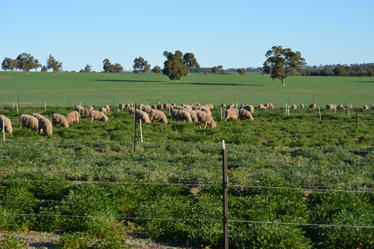 Sheep grazing in green pasture