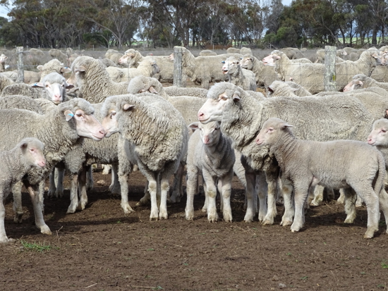 Flock of sheep
