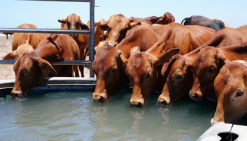 Cattle drinking water