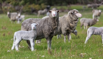 Ewes and lambs in a green field