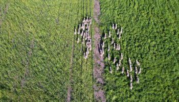 Aerial of sheep in a green paddock