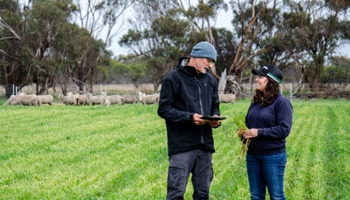 Two people stand in a grassy field with sheep in the background, discussing while one holds a tablet.