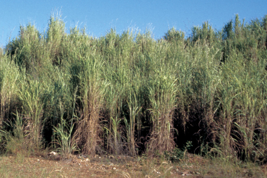 Field of tall grass