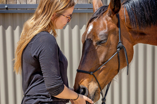 Person caring for horse