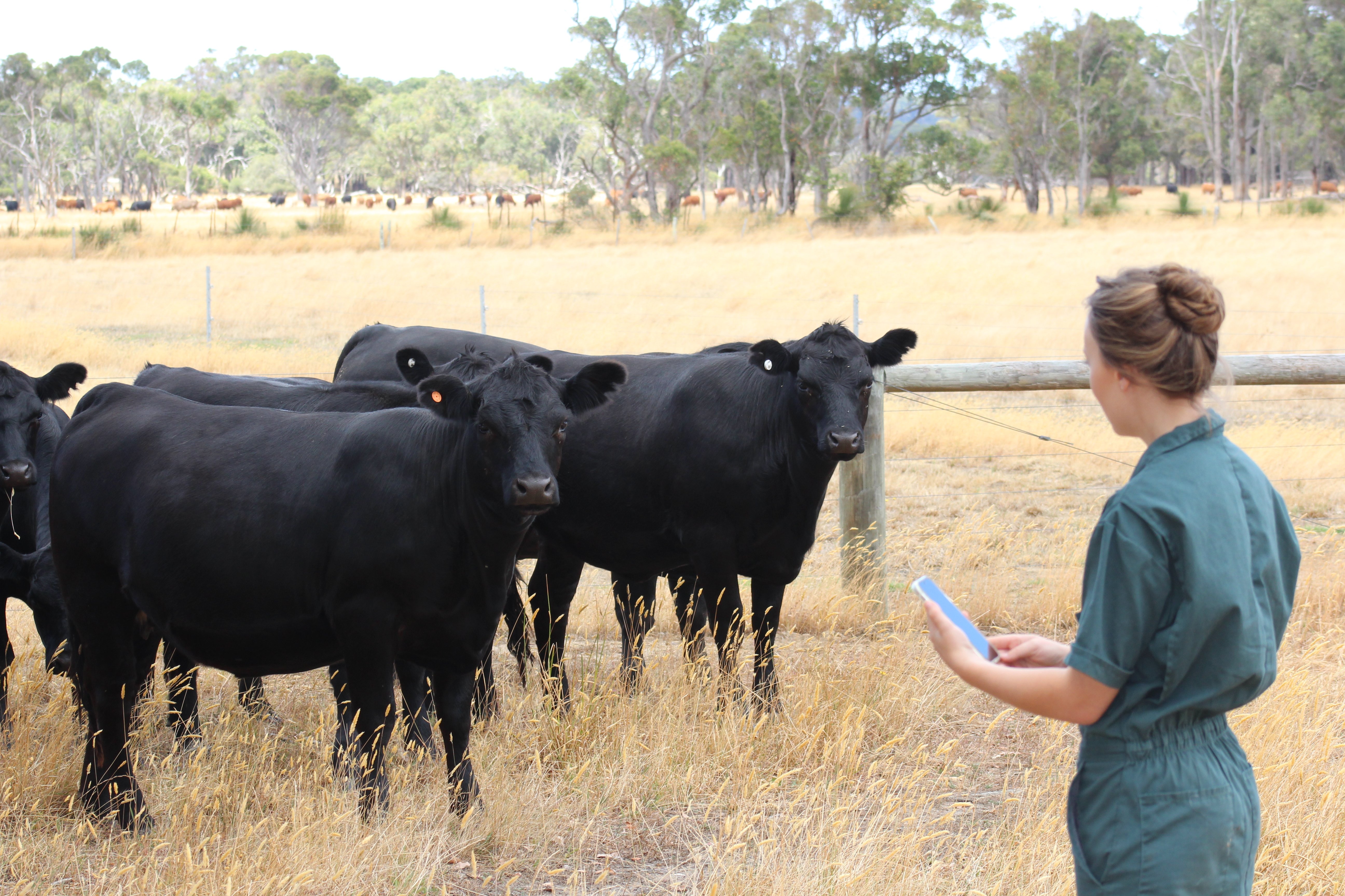 Veterinarian inspecting cattle