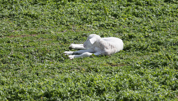 Lamb lying on green field
