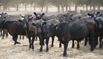 southern beef herd close-up