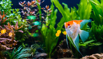 ornamental fish