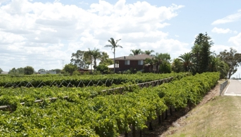 Grape vine in residential area
