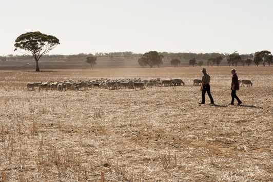 Farmers in crop with sheep