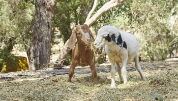 Sheep and goat with Electronic identification devices (eID) in ear