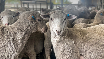 Sheep in pen with Electronic identification devices (eID) ear tags
