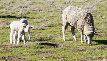 sheep ewe with lambs