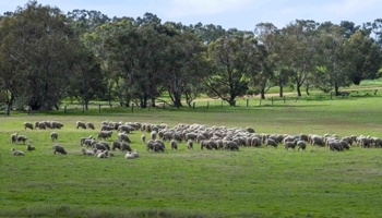 Sheep grazing in a green field