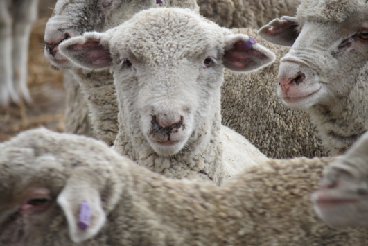 Close up image of sheep in yard
