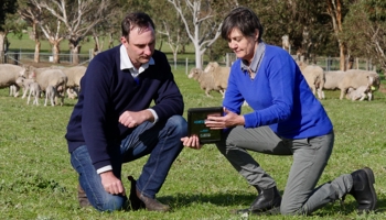 Two people looking at ipad in green field with sheep in the background