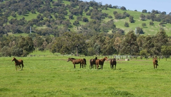 Horses in a green paddock