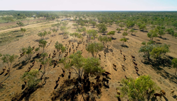 Aerial image of cattle on Lamboo Station
