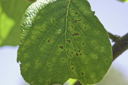 Spots with yellow haloes on kiwifruit leaves