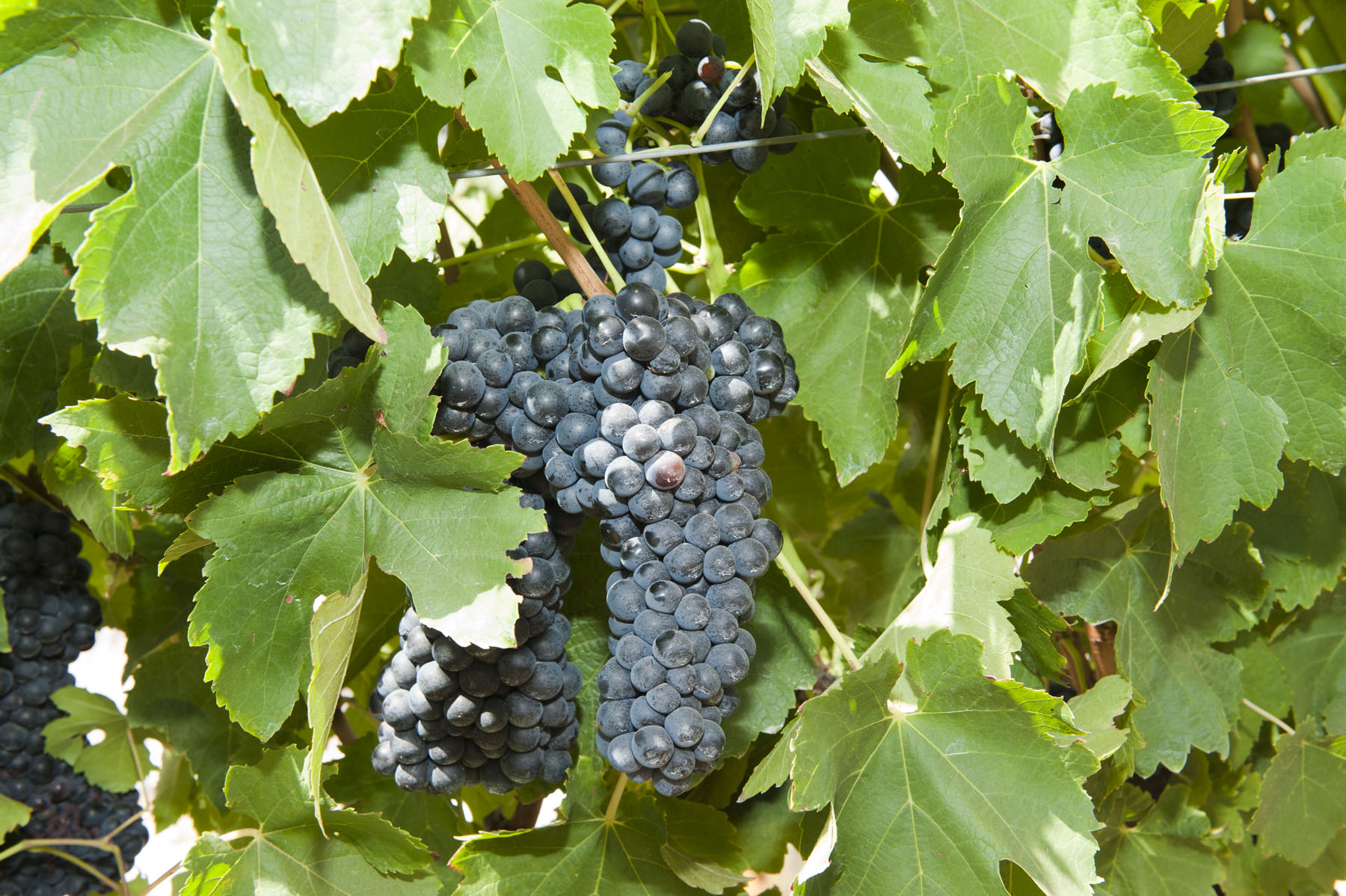 Tempranillo wine grapes on vine