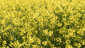 yellow canola