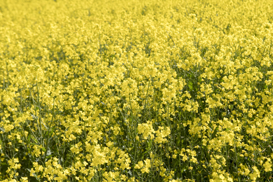 Yellow canola in field