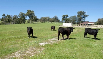 Angus cattle in a green field