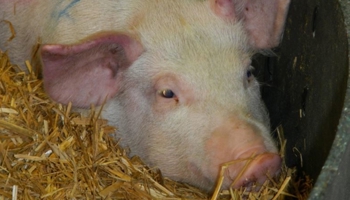A pig with reddened ears due to having African swine fever
