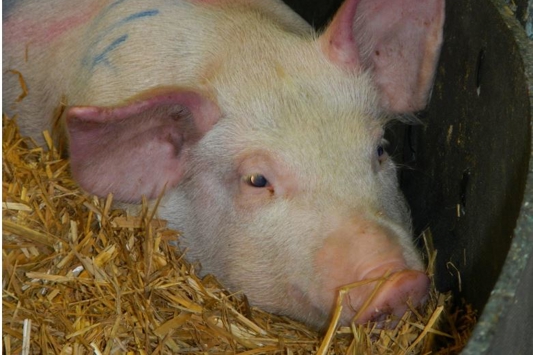 A pig with reddened ears due to having African swine fever
