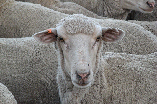 Sheep with orange ear tags and front ear mark