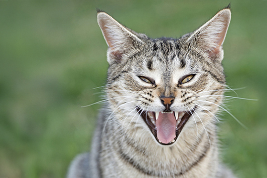 Feral cat in the bush