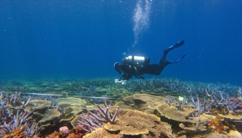 Scuba diver under water conducting marine assessments