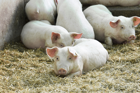 Pigs on straw in shelter
