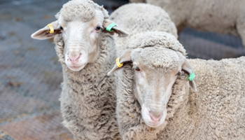 Two sheep with ear tags