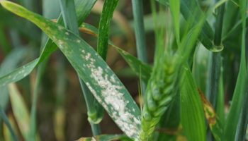 powdery mildew infection