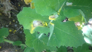 sclerotinia canola