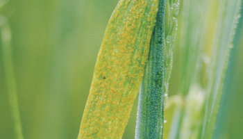 stripe rust barley