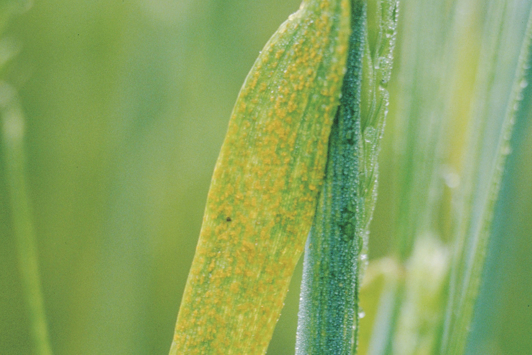 stripe rust barley