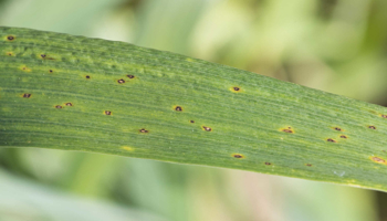 yellow leaf spot