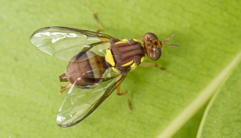 Qfly - Bactrocera sp dorsal