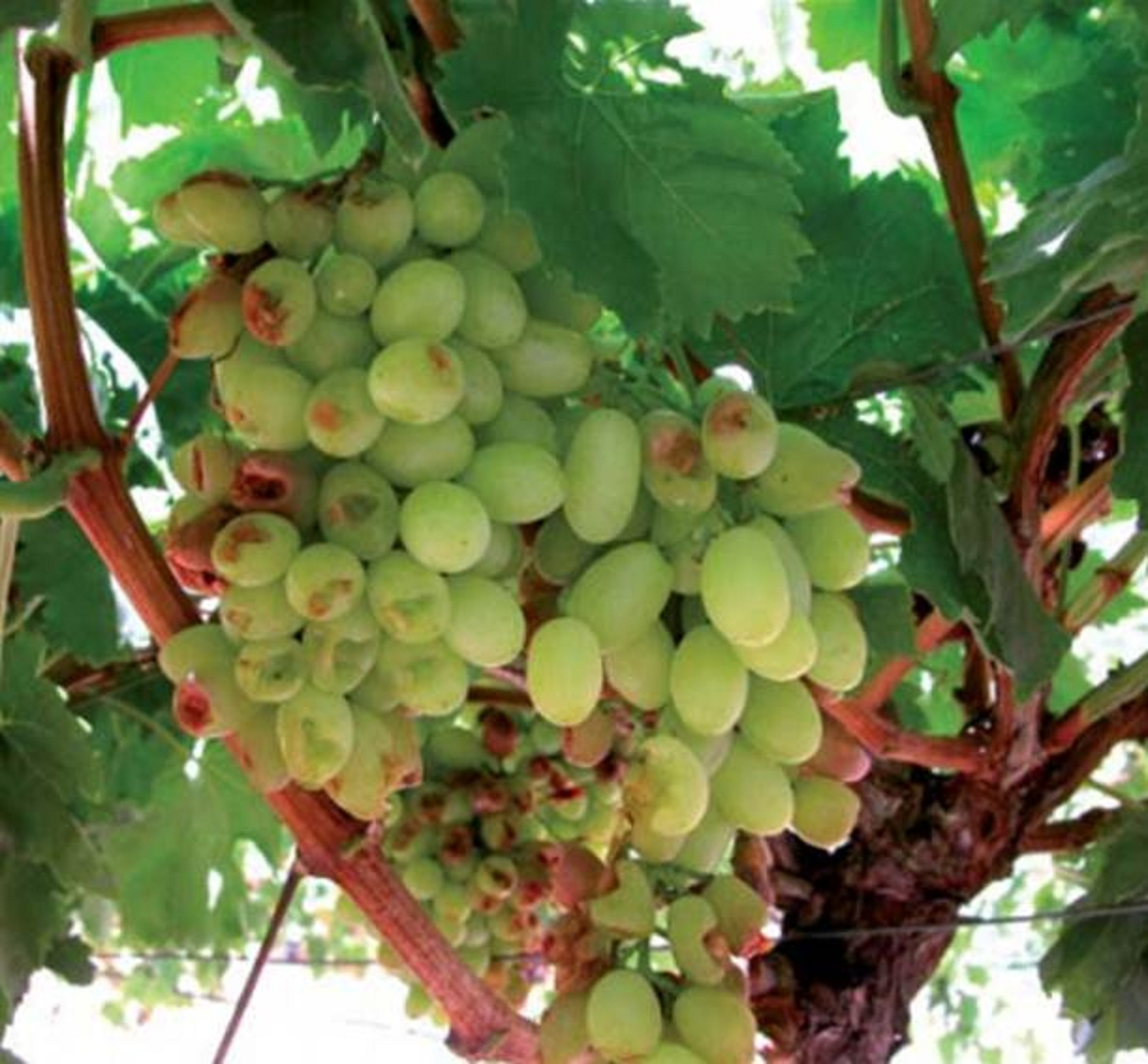Rainbow lorikeet damage to table grapes in the Swan Valley