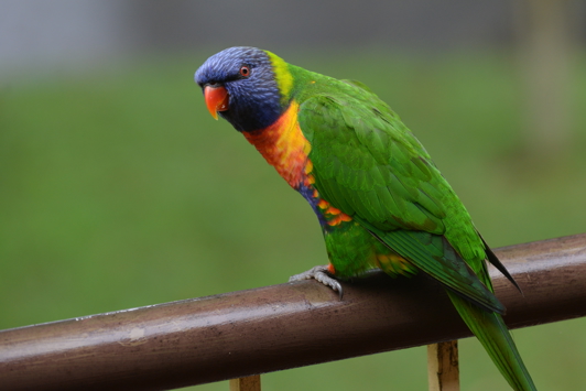 Rainbow lorikeet sitting on a rail
