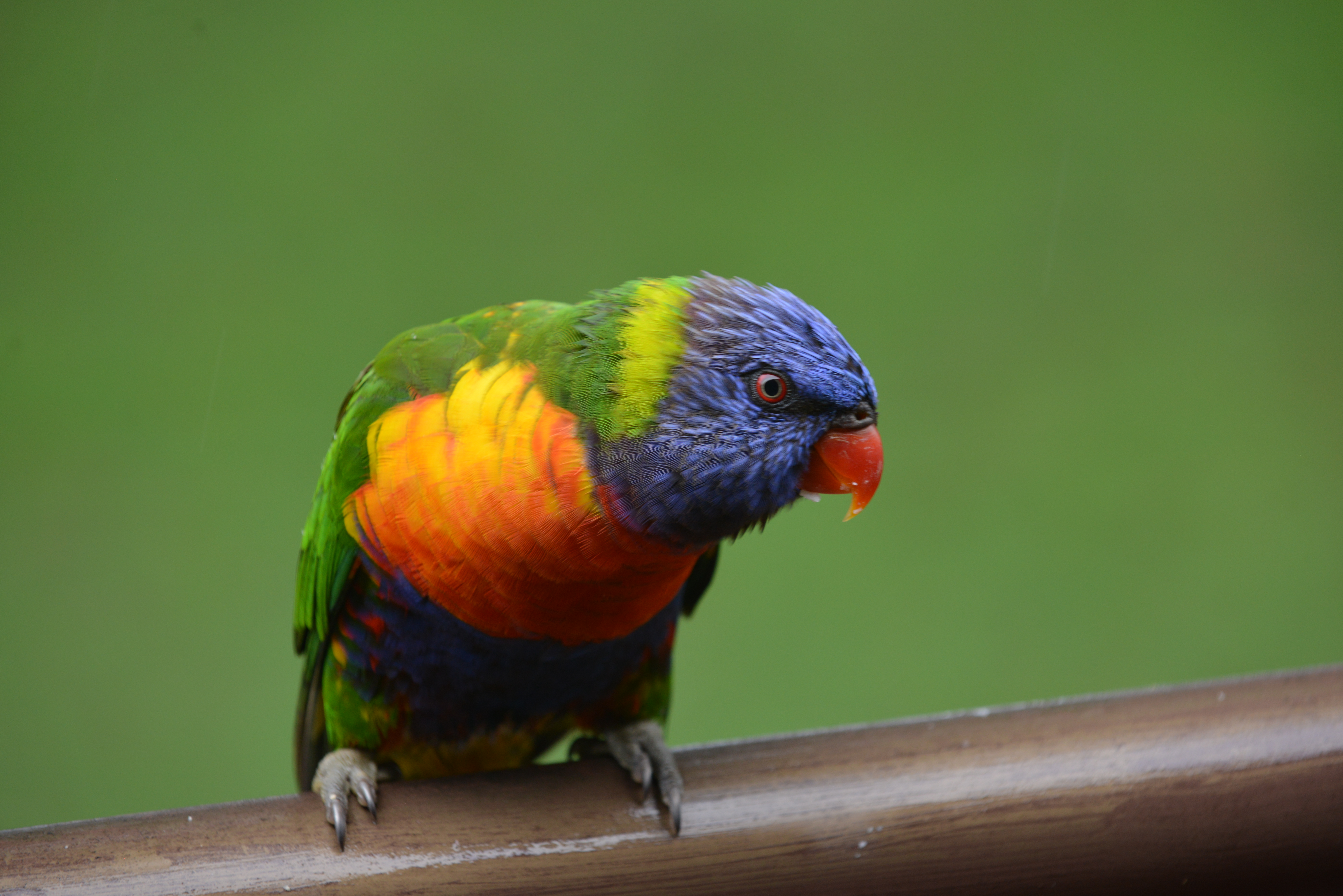 Rainbow lorikeet on rail
