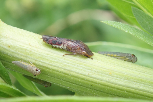 Glassy winged sharpshooter adult and nymphs